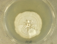 PDA · 21d · 30C