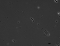 PDAC · 30C · PH