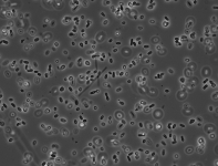 PDAC · 30C · PH