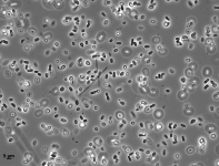 PDAC · 30C · PH