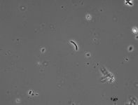 PDAC · 30C · PH