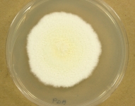 PDA · 14d · 30C