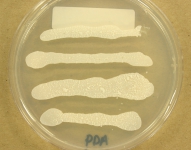 PDA · 4d · 22C
