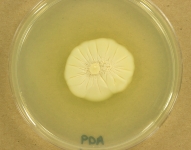 PDA · 21d · 22C