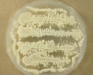 OAT