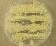 OAT