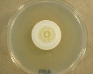 PDA · 21d · 18C