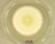 PDA · 35d · 18C