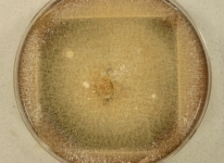 PDAC · 16d · 25C