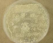 OAT