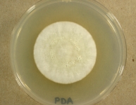 PDA · 21d · 18C