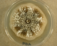 PDA · 14d · 30C