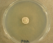 PDA · 14d · 35C