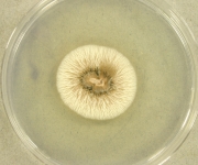 30C