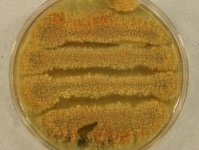 11d · 25C
