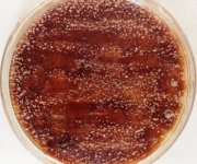 25C