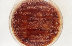 25C