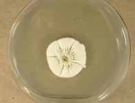 PDA · 21d · 35C