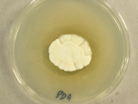 PDA · 14d · 30C