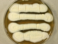 PDA · 7d · 35C · str