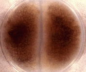 15d · 30C
