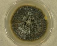 PDA · 23d · 30C