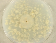 OAT · 34d · 22C