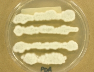 PDA · 7d · 30C