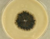 cer · 34d · 22C