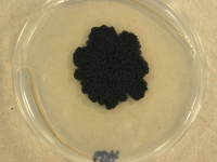 PDA · 35d · 25C