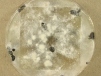 PDAC · 63d · 22C · str