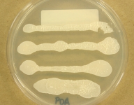 PDA · 4d · 22C