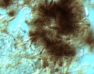 OATC · 22C