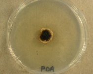 PDA · 14d · 35C