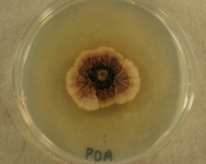 PDA · 21d · 30C