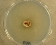 PDA · 14d · 30C