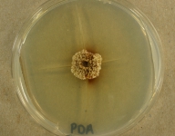 PDA · 21d · 35C