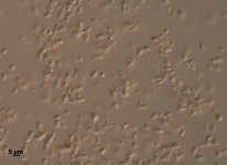 PDA · 26d · 30C · str
