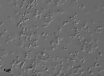 PDA · 26d · 30C · str
