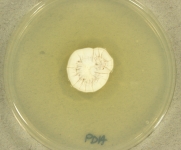 PDA · 14d · 30C