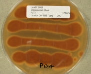 PDA · 34d · 30C