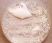 oat · 35d · 30C