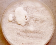 oat · 35d · 30C