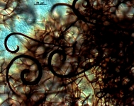 sc · 36d · DIC