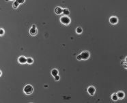 15d · 35C
