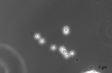 CERC · 58d · 25C