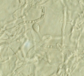 SDA · 30C