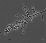 sc · 30C