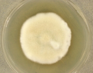 42d · 30C