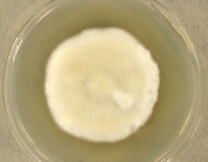 42d · 30C
